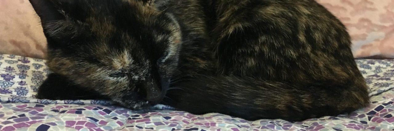 Why Depression Means I Am Allowed a Pet on Campus emotional support animal cat resting on bed