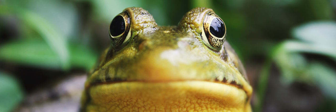 Why the 'Boiling Frog' Metaphor Perfectly Explains Childhood Abuse frog