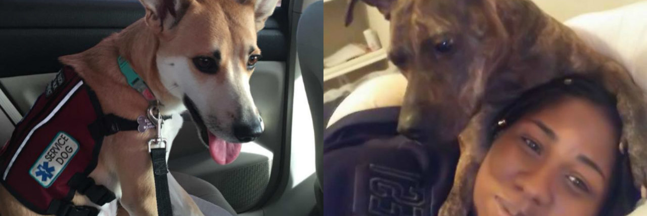 13 Photos That Show How Service Dogs Help People With PTSD ptsd service dogs