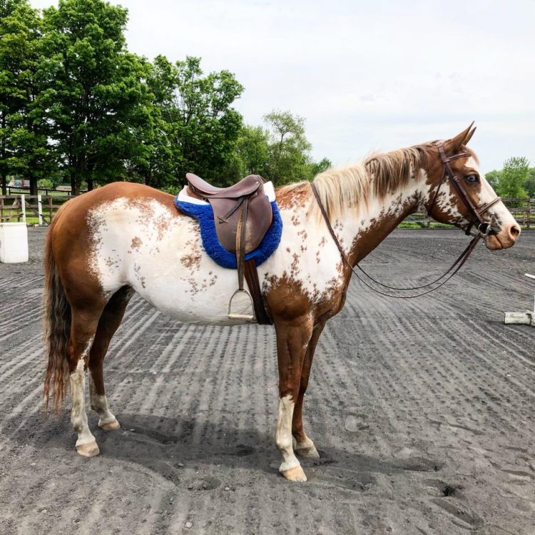 horse with saddle on