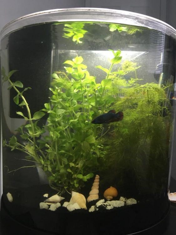 beta fish in a tank