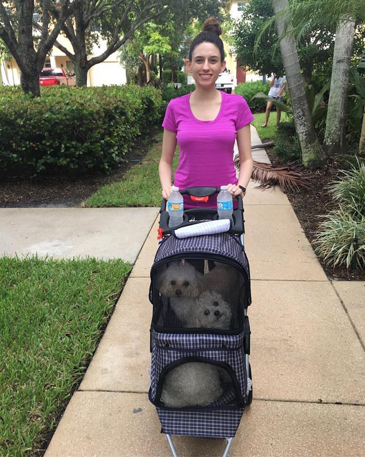 A woman pushing two poodles in a stroller. 