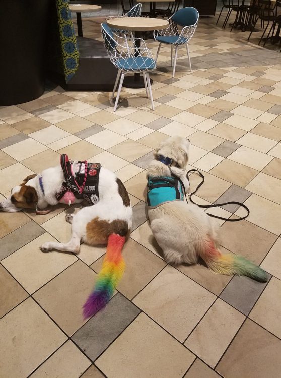 dogs with tails dyed rainbow