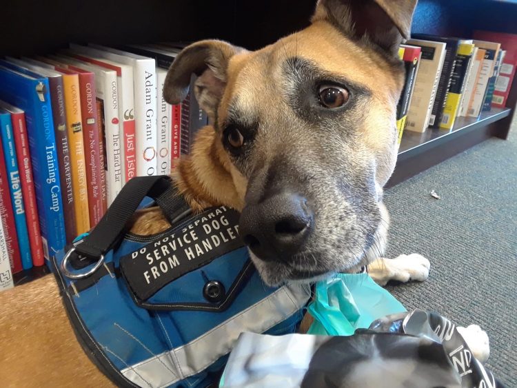 dog wearing service vest