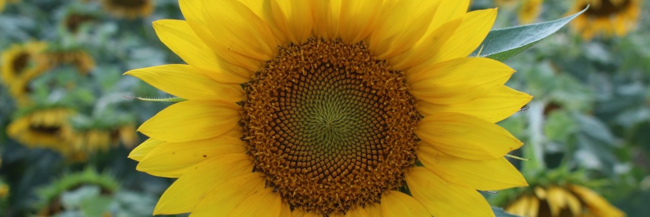 a yellow sunflower