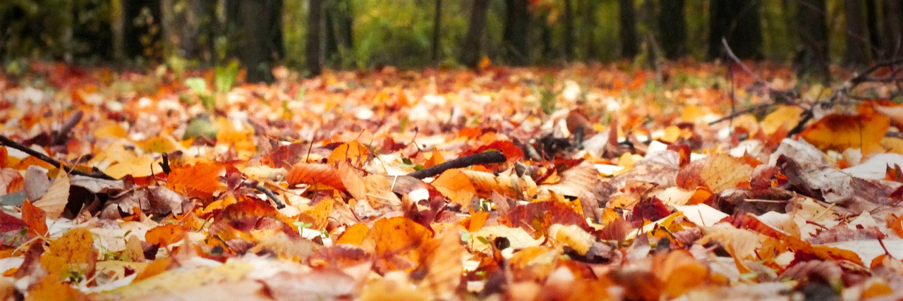 3 Reasons Being Colour Blind Can Be Amazing Orange fall leaves