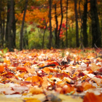 Orange fall leaves