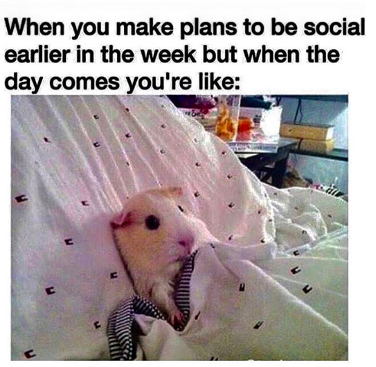 when you make plans to be social earlier in the week but when the day comes you're like *hamster lying in bed*