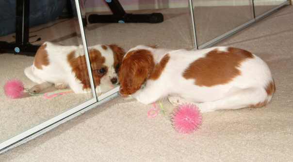 A picture of the writer's dog looking in a mirror.