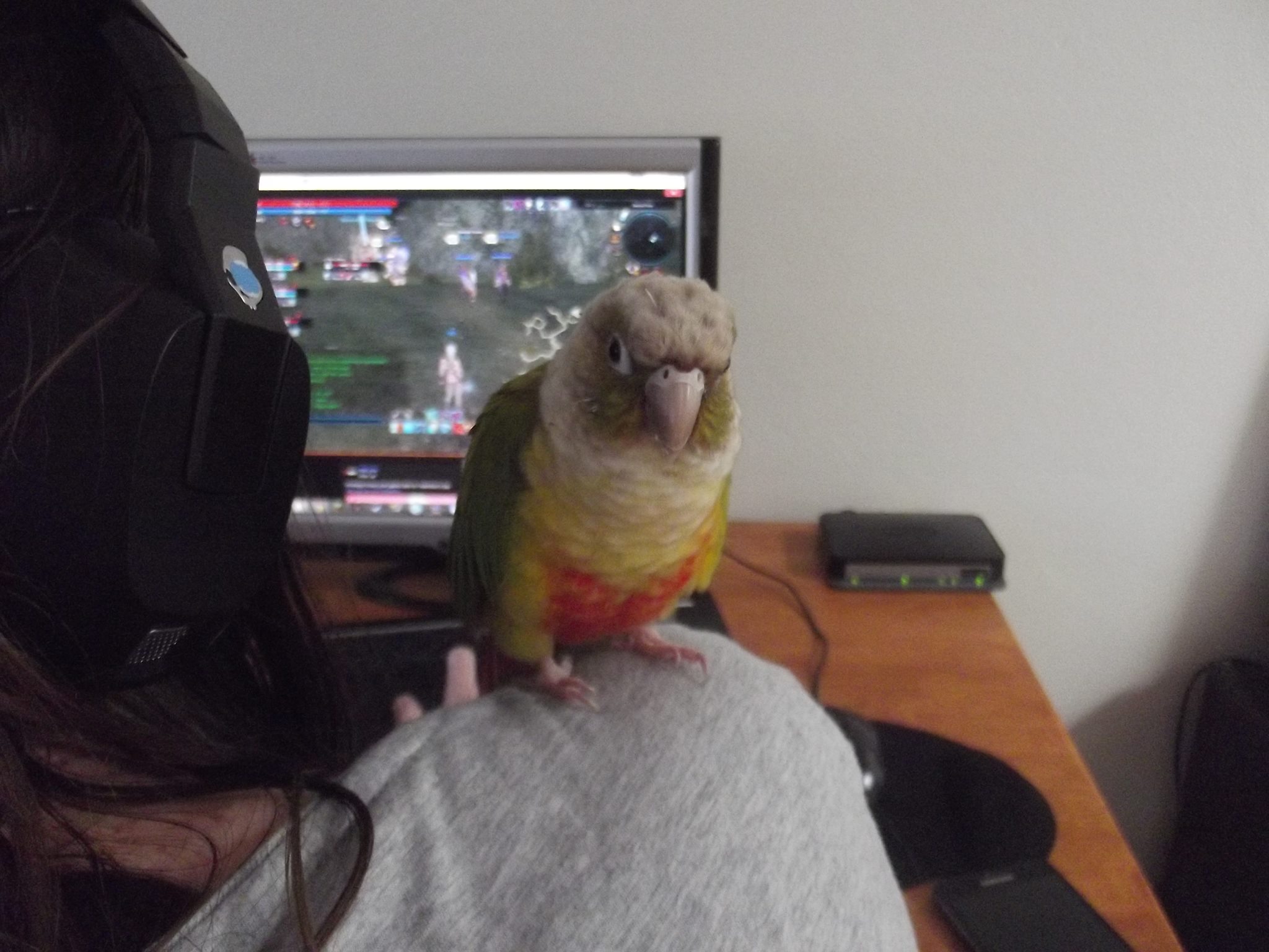 Phoenix the conure.