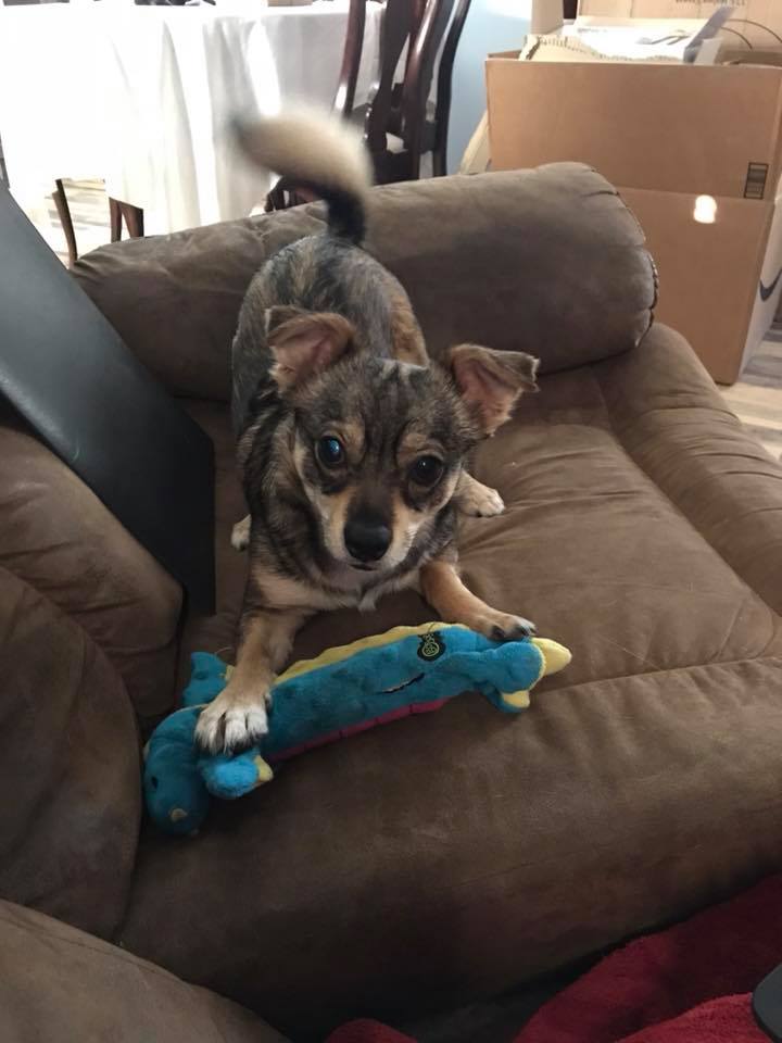 Puppy playing with his toy.