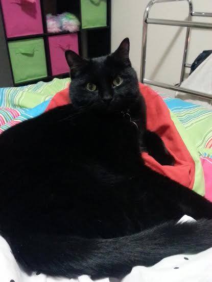 Salem the black cat.