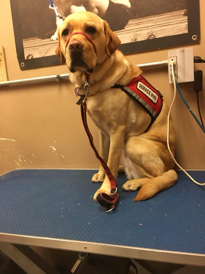 Edison a Labrador wearing a service dog vest.