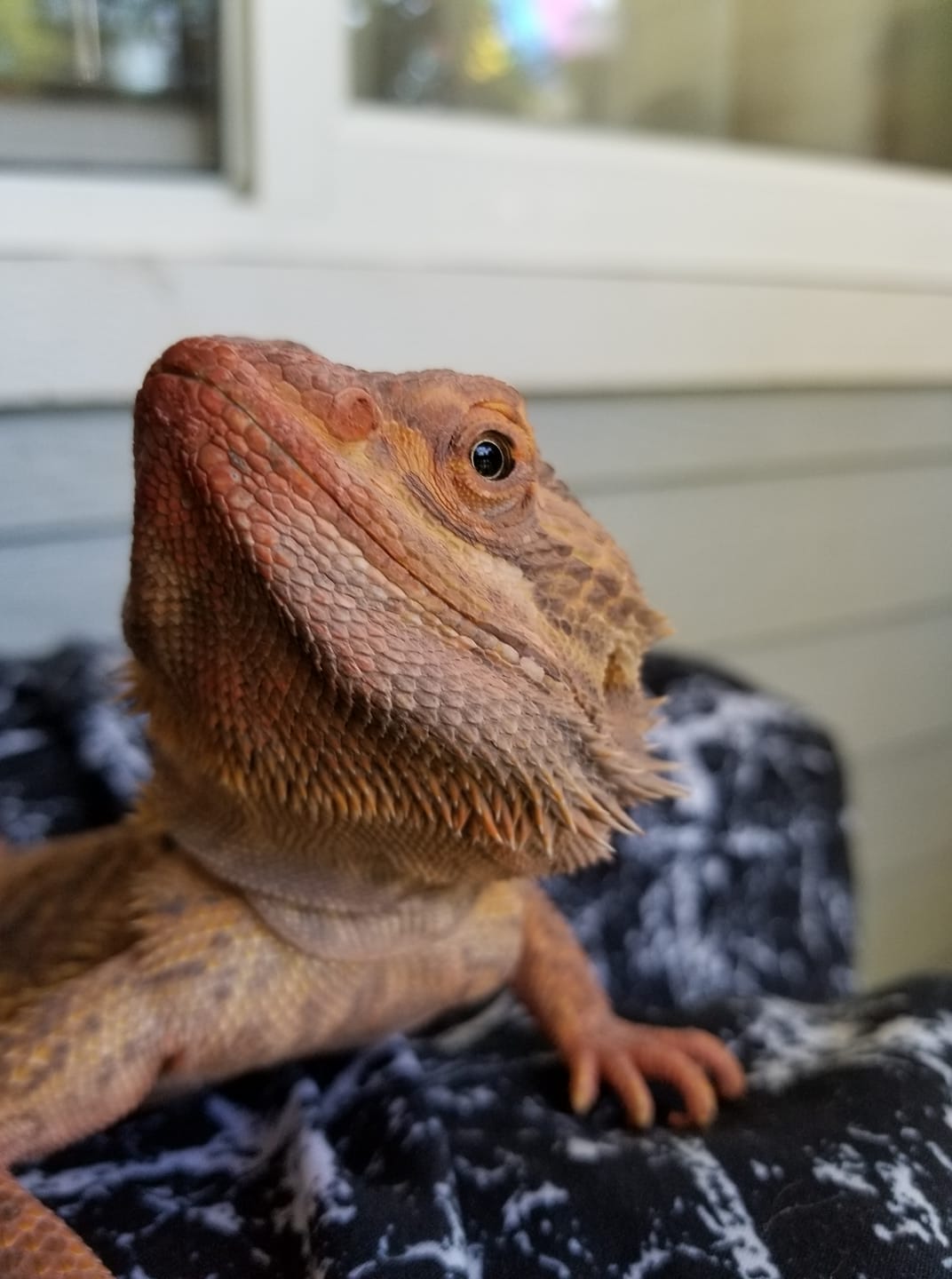 Bearded dragon