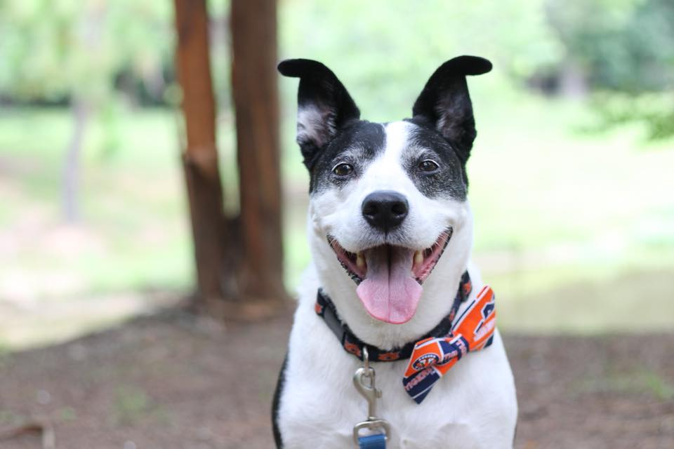 Ralphie the terrier mix