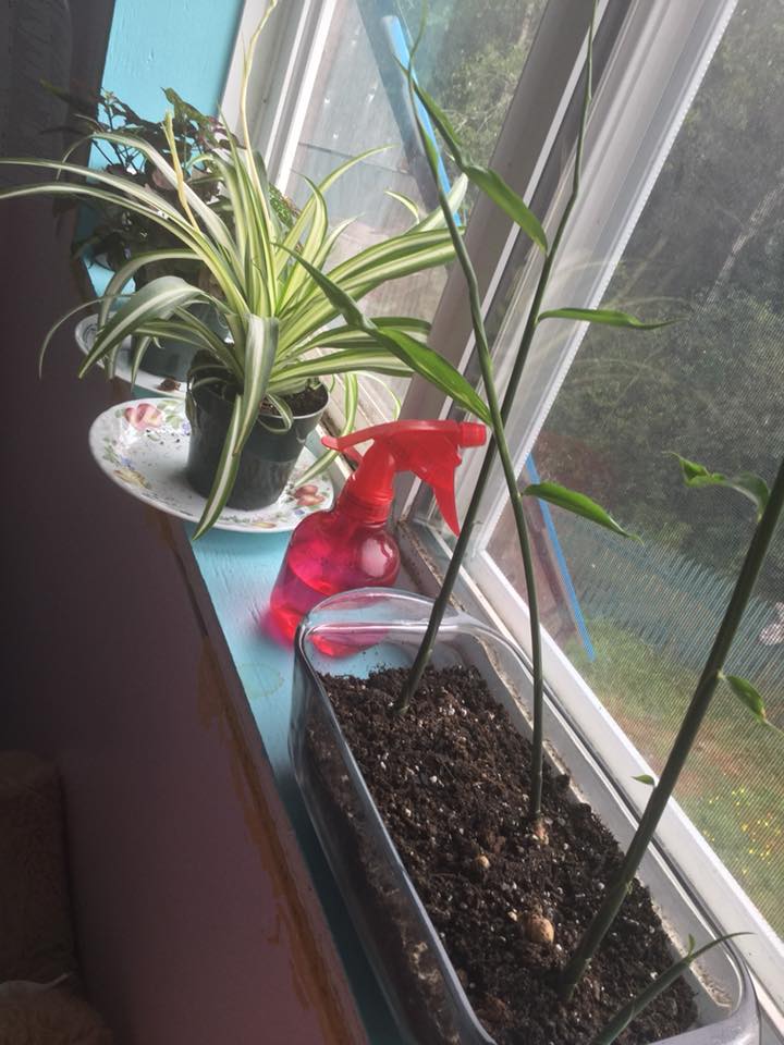 Kaelynn's windowsill garden.