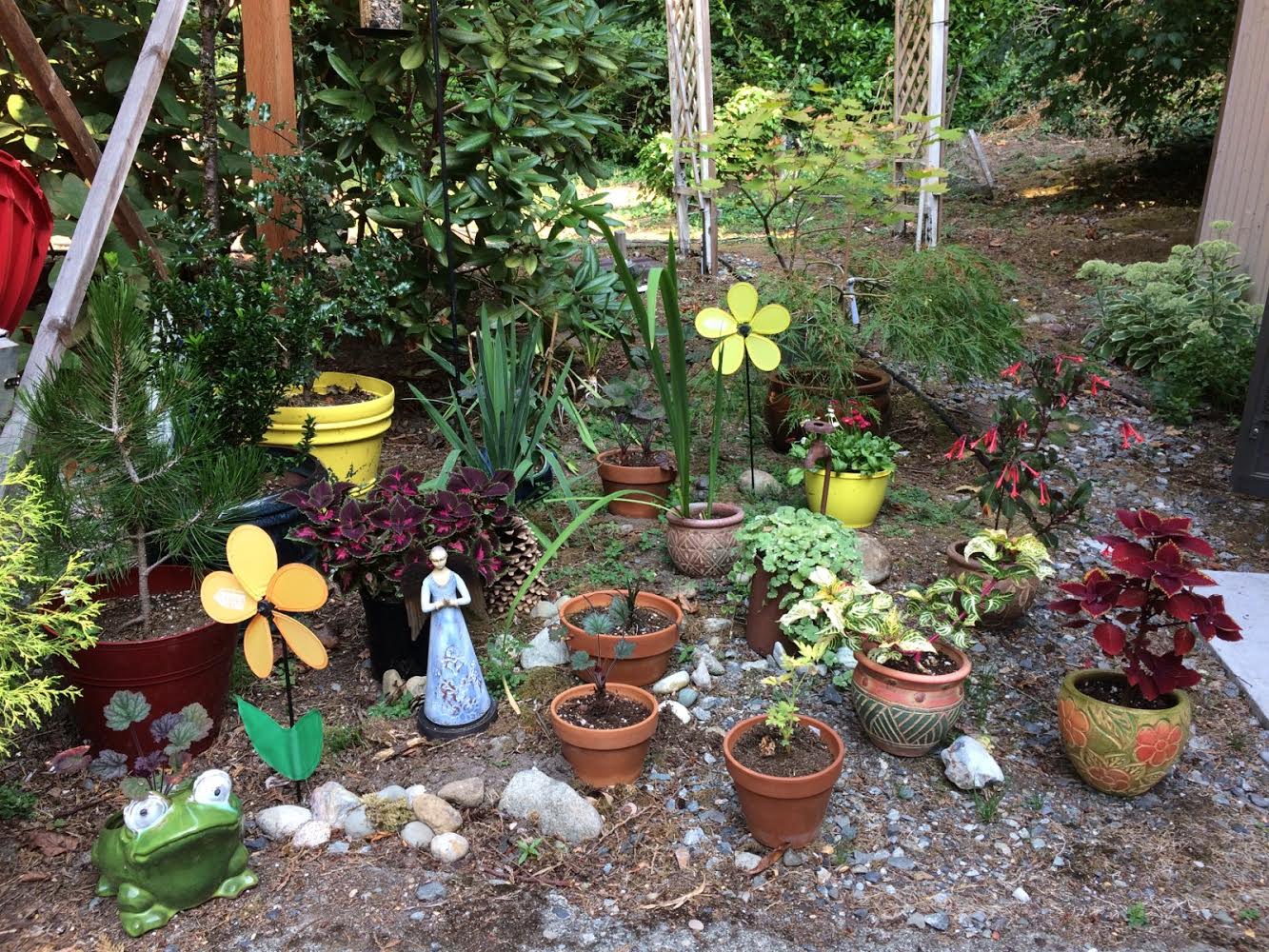 Daniela's potted garden.