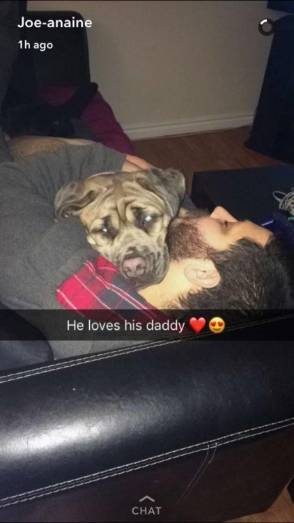man lying down with dog and caption says he loves his daddy