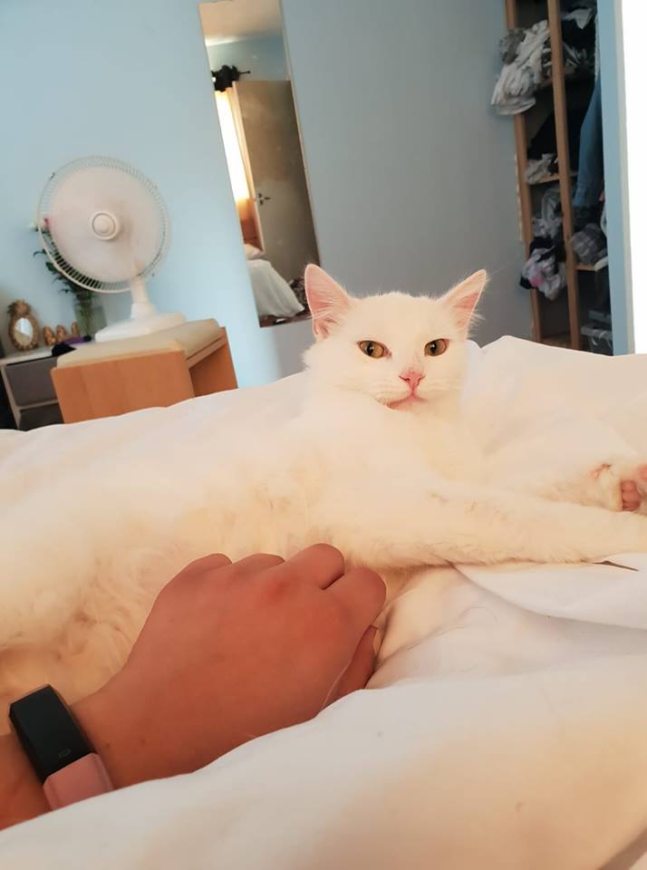 white cat lying on the bed