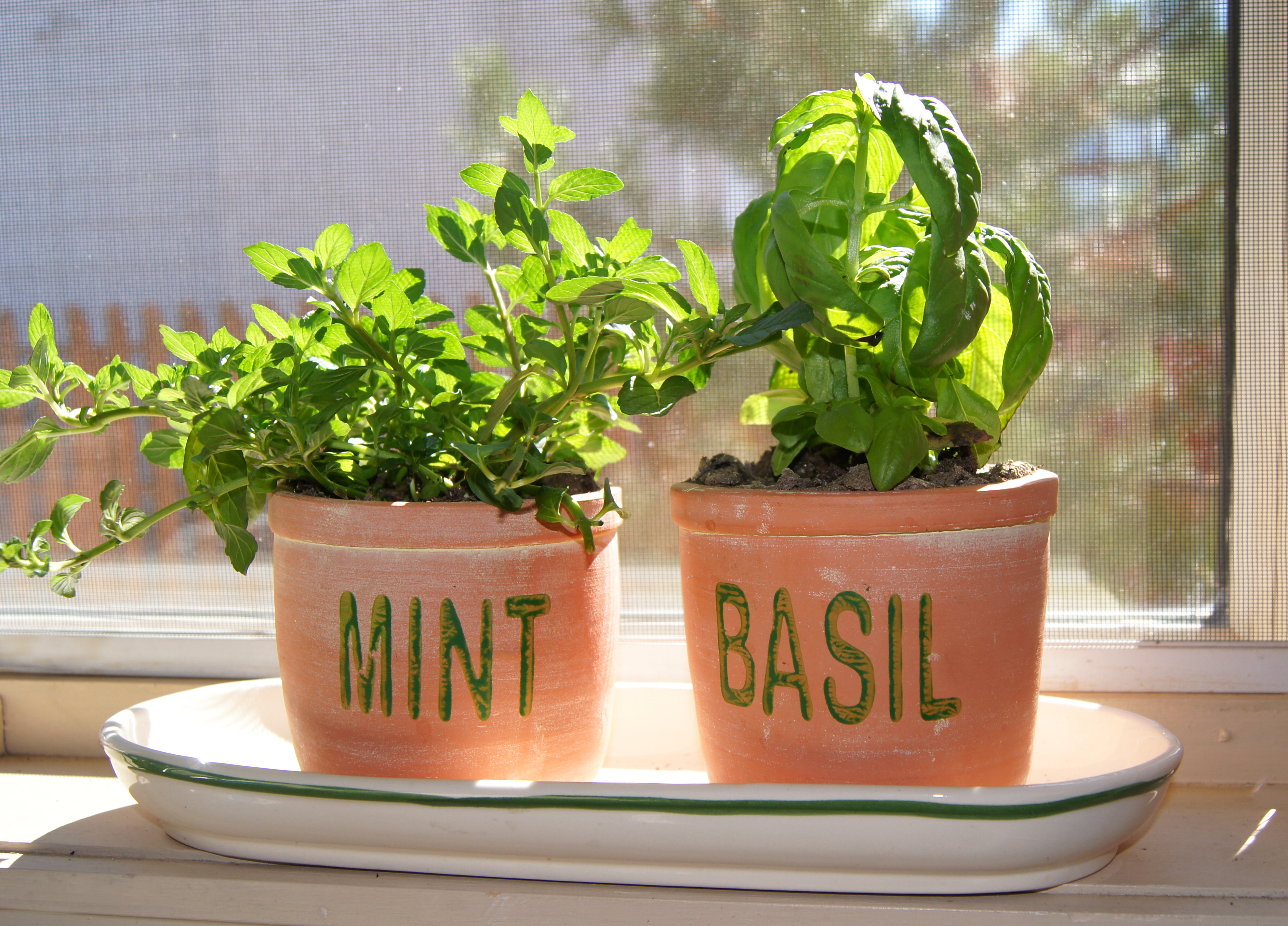 Herbs in the window. Getty image by Bev Linder.