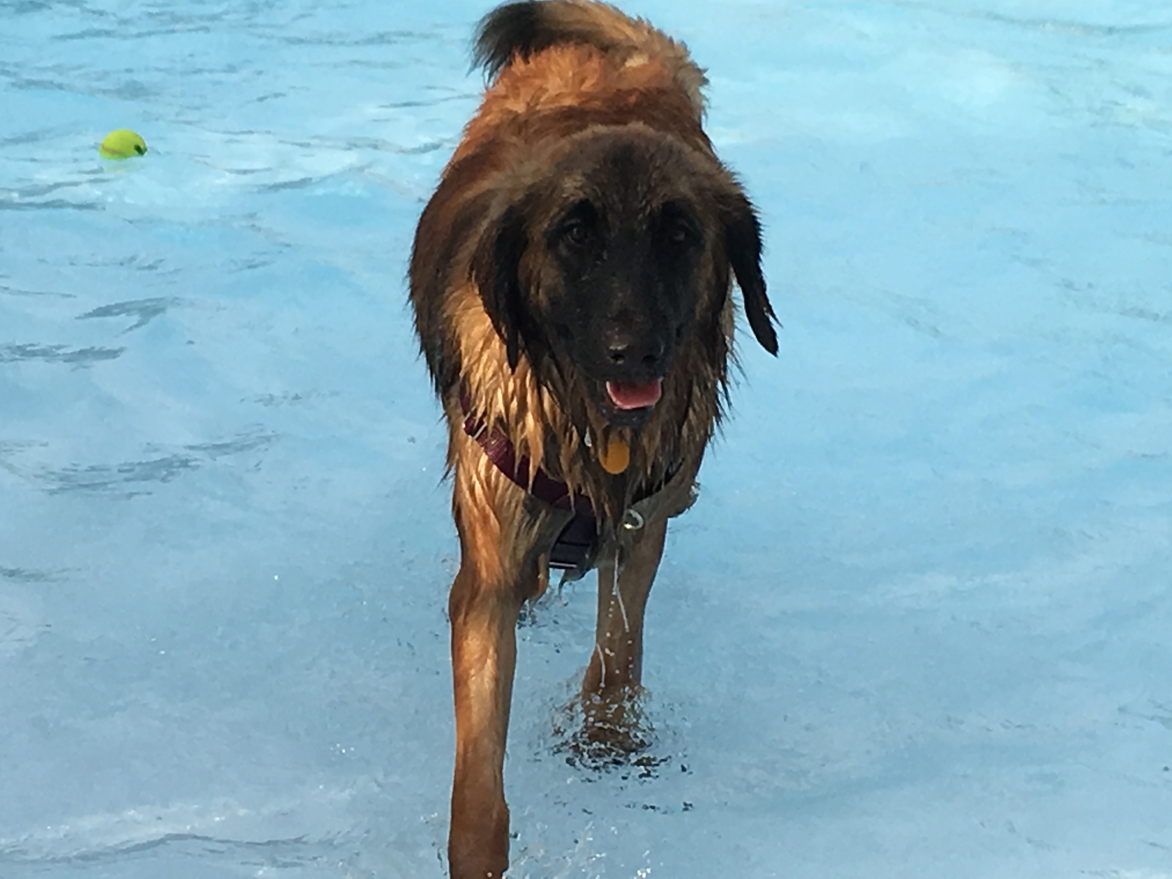 Brienne the Leonberger