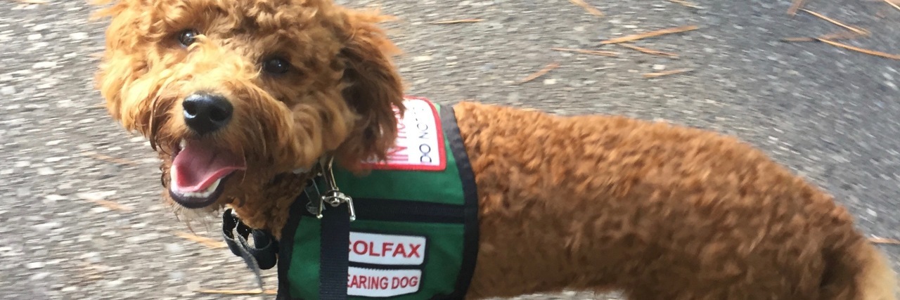 When I Tried to Train My Own Service Dog Colfax the former service dog.