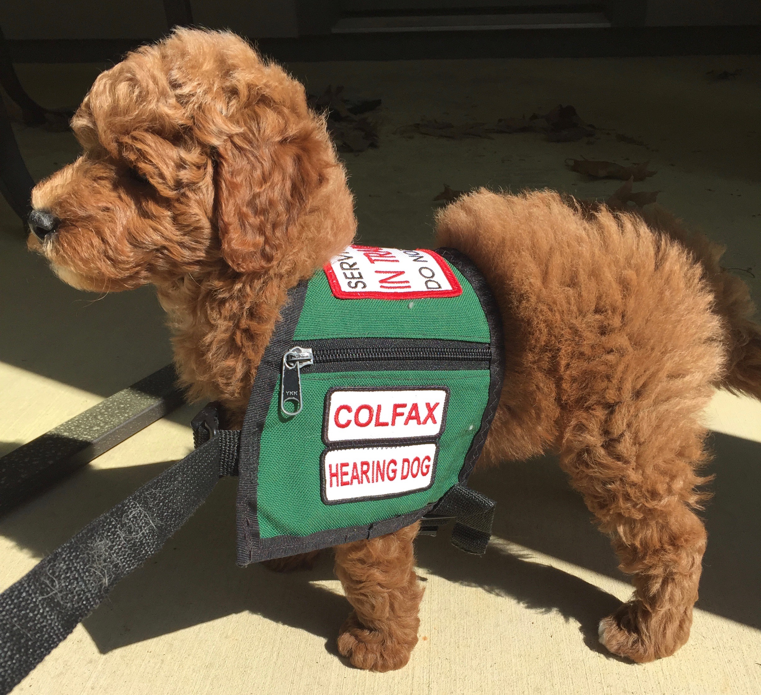 What happened when I tried to train my own service dog