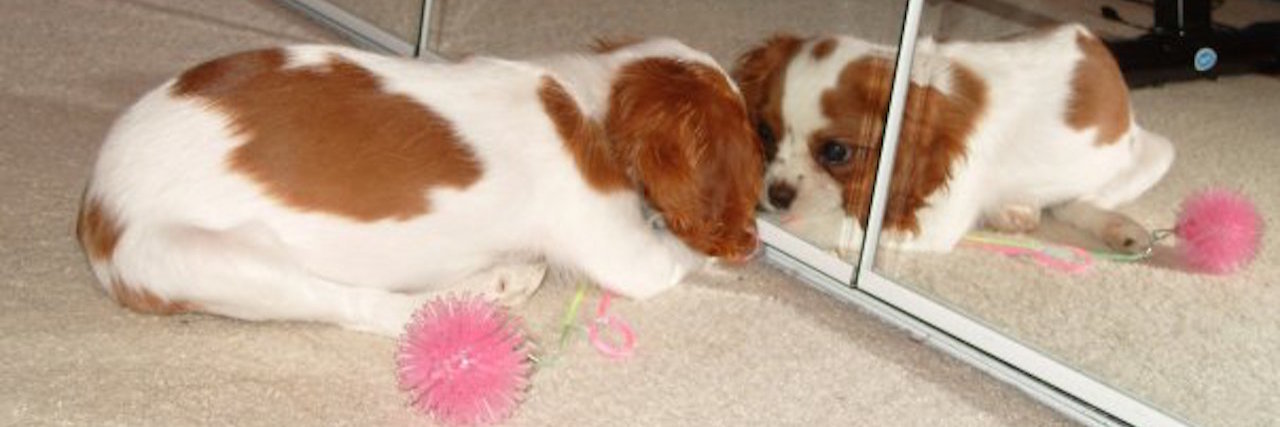 5 Ways to Engage Your Senses to Experience Beauty When Battling Lyme A picture of a dog looking into a mirror.