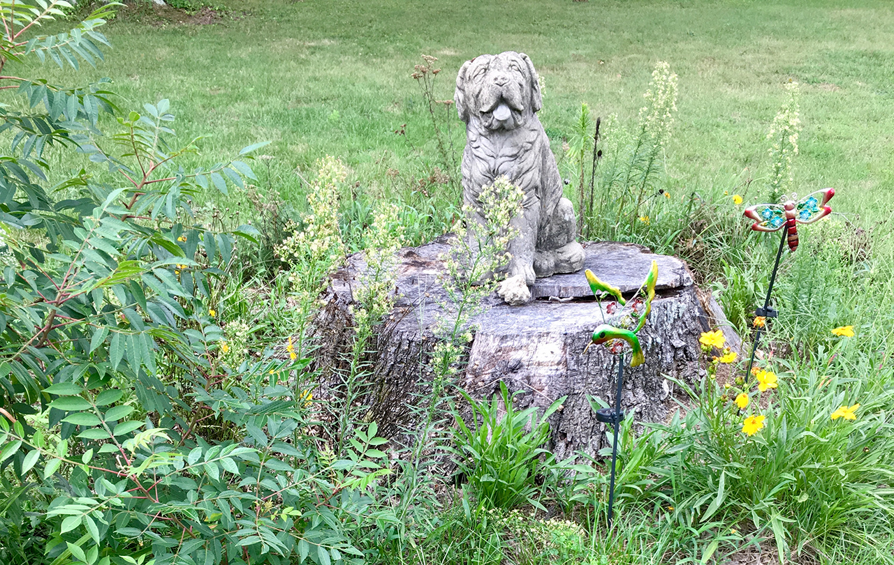 Karin's wildflower garden, growing around a tree stump.