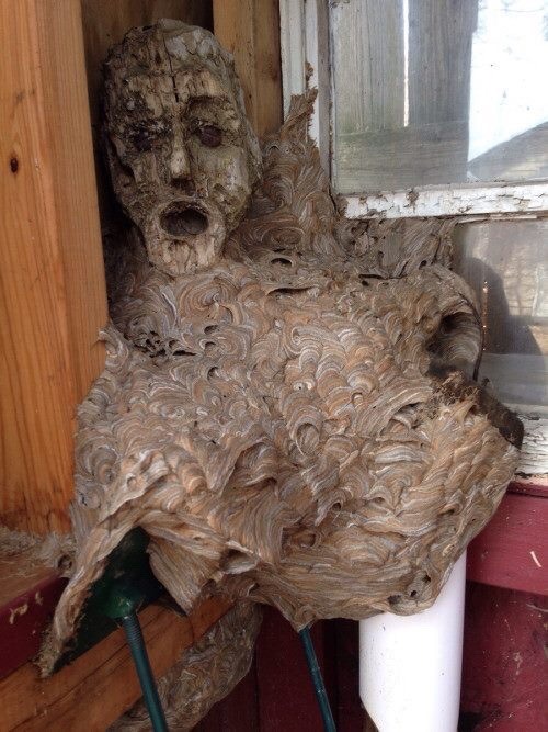 abandoned hornet's nest that looks like person screaming