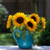 Bouquet of sunflowers in blue vase in a garden.