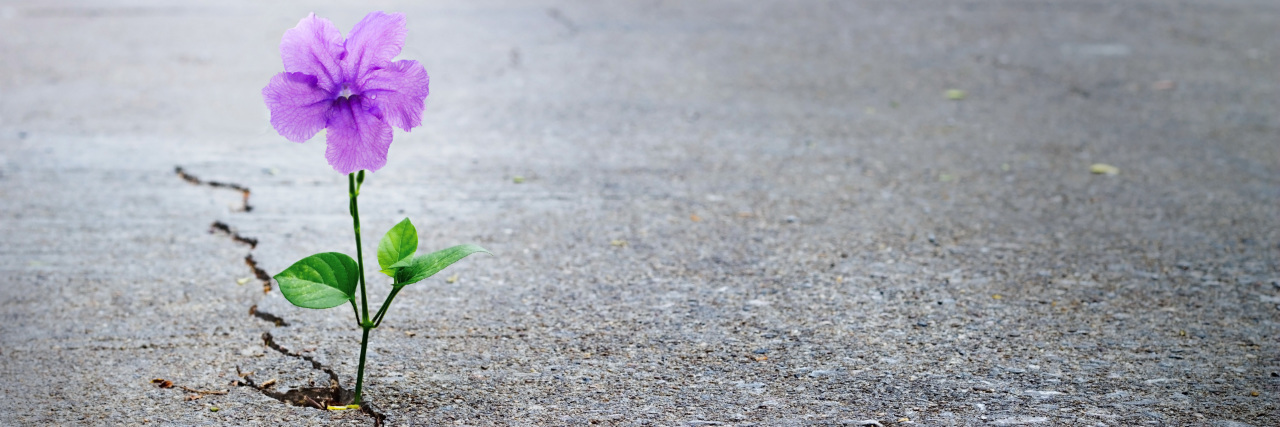 When People Call Me an Inspiration Because of My Disability Purple flower growing through crack in sidewalk.