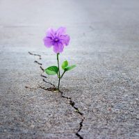 Purple flower growing through crack in sidewalk.