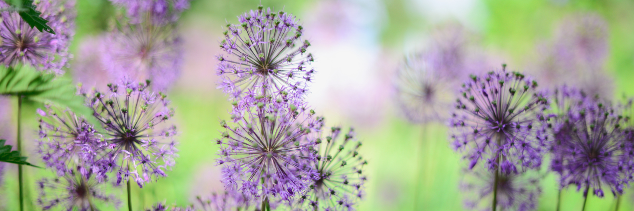What I Want People to Know About My Autistic Self Violet flowers in a green field. Summer day.