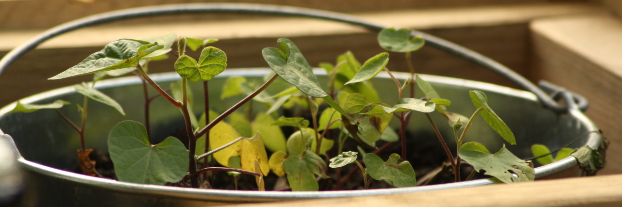 Getting a Late Life Diagnosis of Autism Plant growing in a bucket.