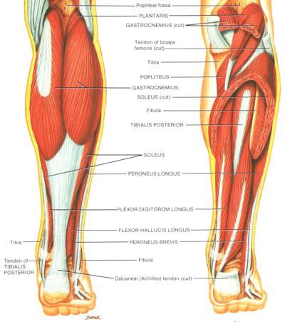 anatomical illustration of calf muscles