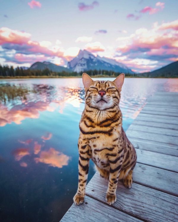 cat on lake at sunset