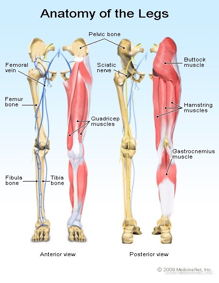 anatomical drawing of leg bones and muscle