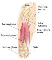 anatomical illustration of leg with bones and muscle