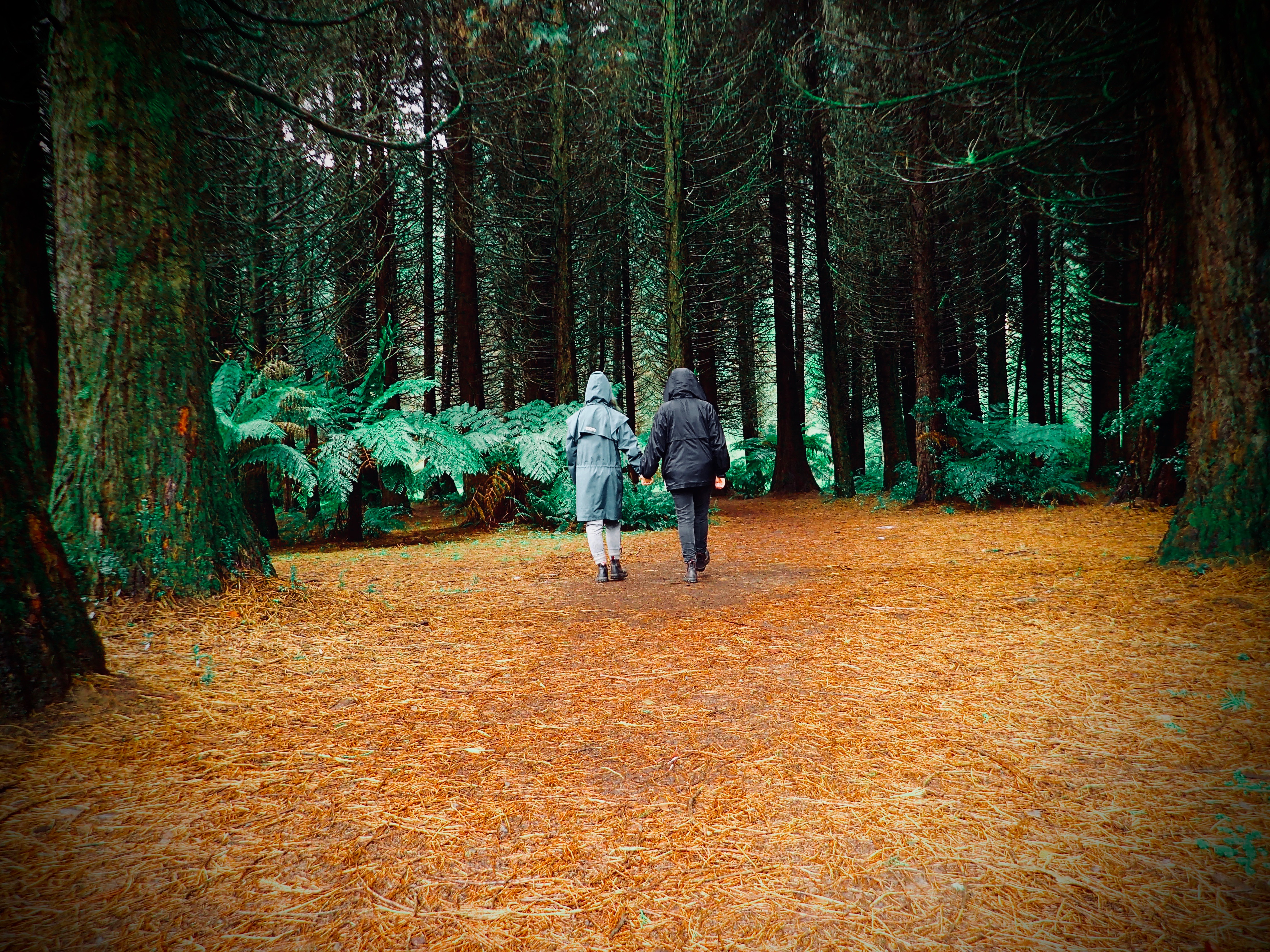 two people holding hands and walking through forest