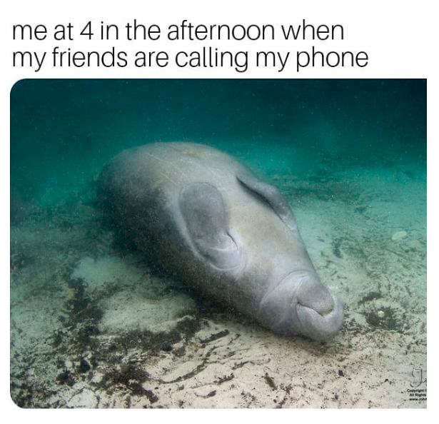 me at 4 in the afternoon when my friends are calling my phone: manatee sleeping on the floor of the ocean