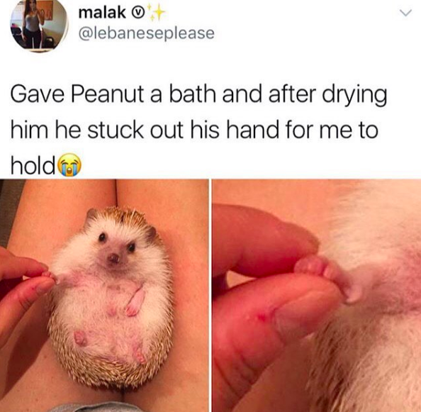 hedgehog meme, holds out hand after bath