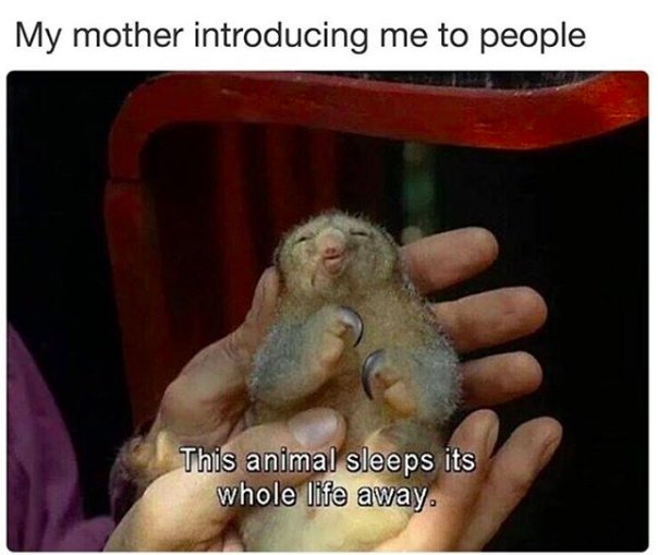 my mother introducing me to people: woman holding a sloth and saying 'this animal sleep its whole life away'
