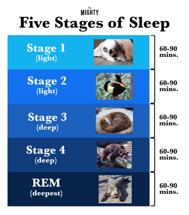 Sleep Stages