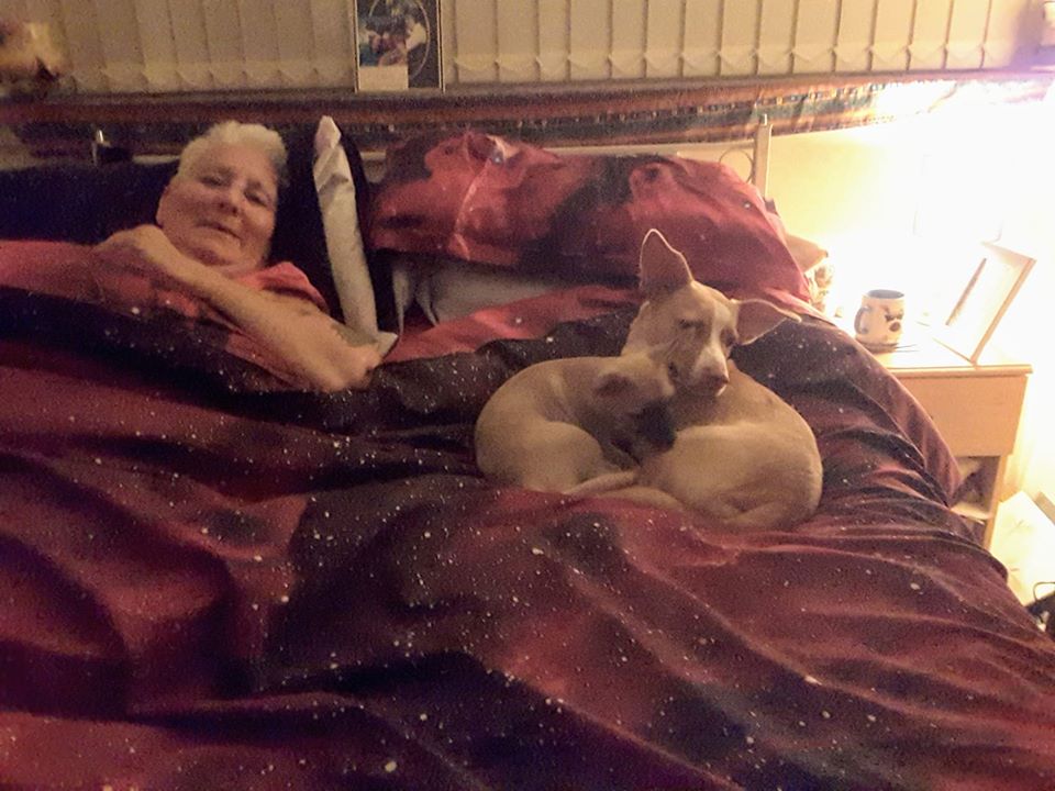 woman lying in bed with her dogs