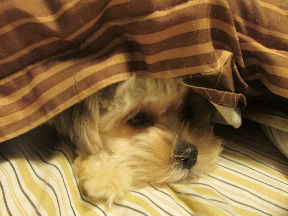 small white dog sitting under the covers of a bed
