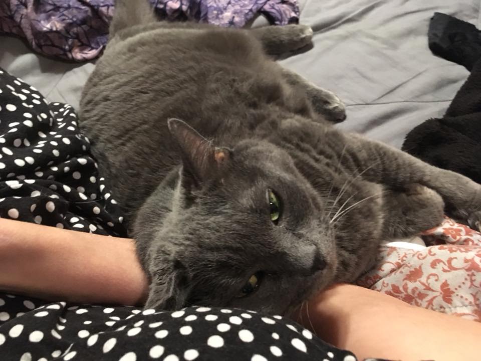 gray cat lying on owner's arm