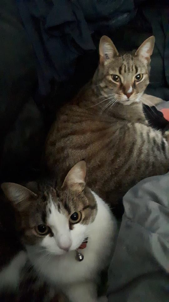 two cats sitting on the couch