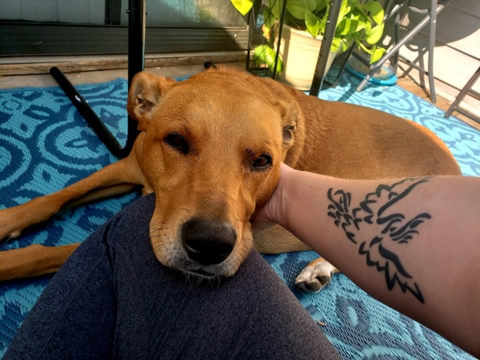 dog resting his face on his owner's knee while she pets him