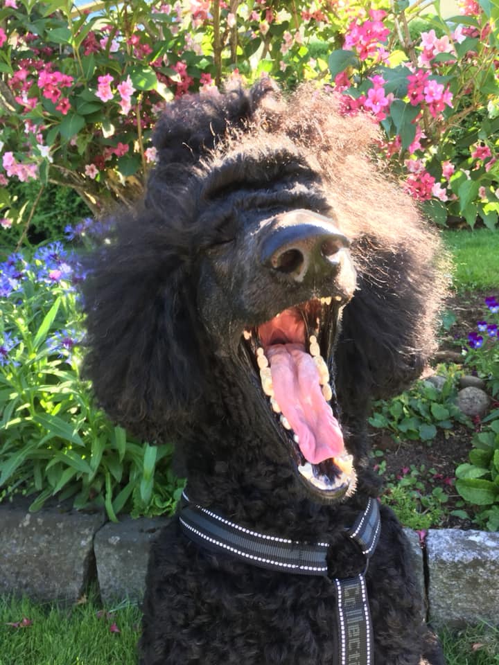 black poodle standing outside in front of flowers with his mouth wide open